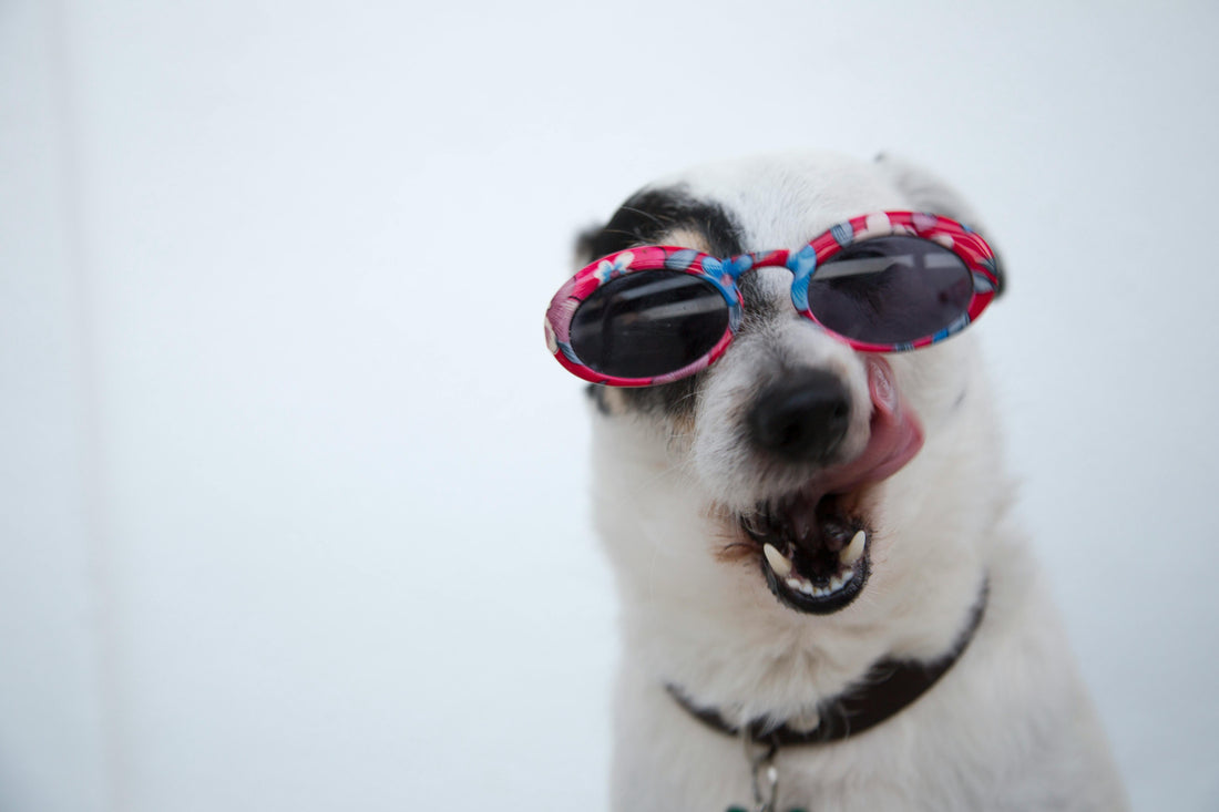 🐶 5 Consejos para Mantener a tu Perro Feliz, Saludable y Sin Estrés en Casa