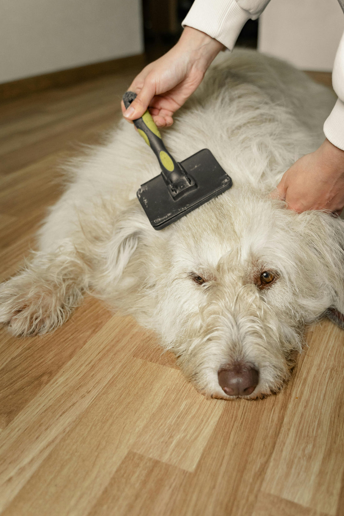 ✨ El Cepillado: El Secreto para un Perro Saludable y Feliz